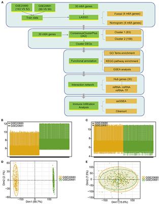 m6A regulator-mediated RNA methylation modification patterns are involved in immune microenvironment regulation of coronary heart disease